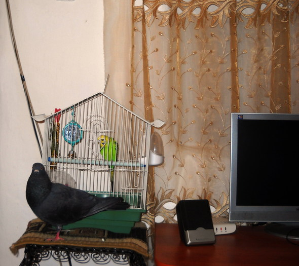 Picture 012 - papagalul meu tzutzurica