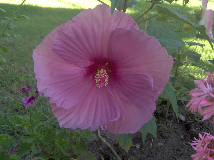 18.08.20101 009 - hibiscus de gradina - Sieberz