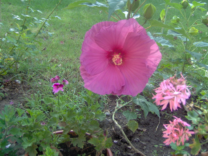 18.08.20101 001 - hibiscus de gradina - Sieberz