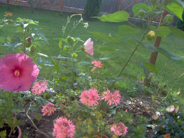 18.08.20101 002 - hibiscus de gradina - Sieberz