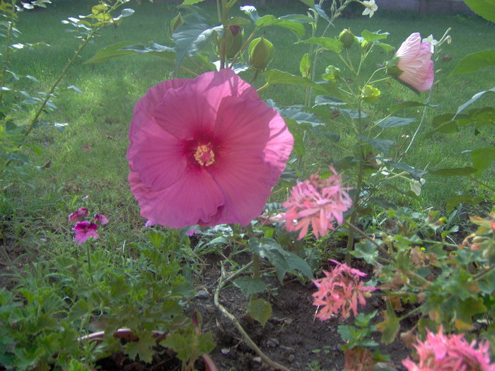 18.08.20101 003 - hibiscus de gradina - Sieberz