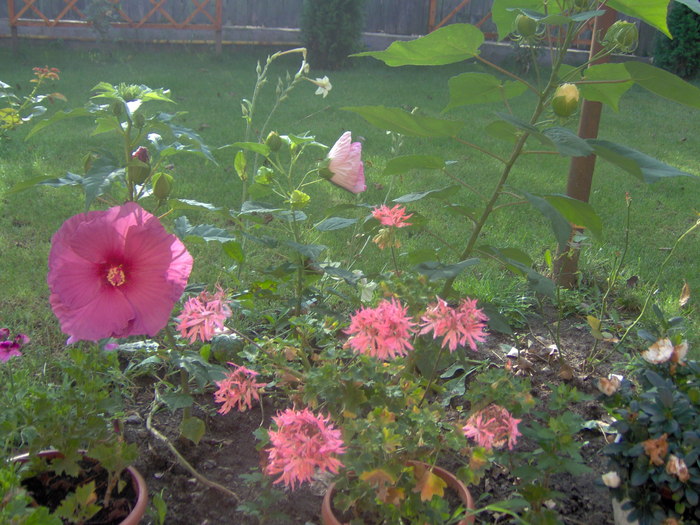 18.08.20101 004 - hibiscus de gradina - Sieberz