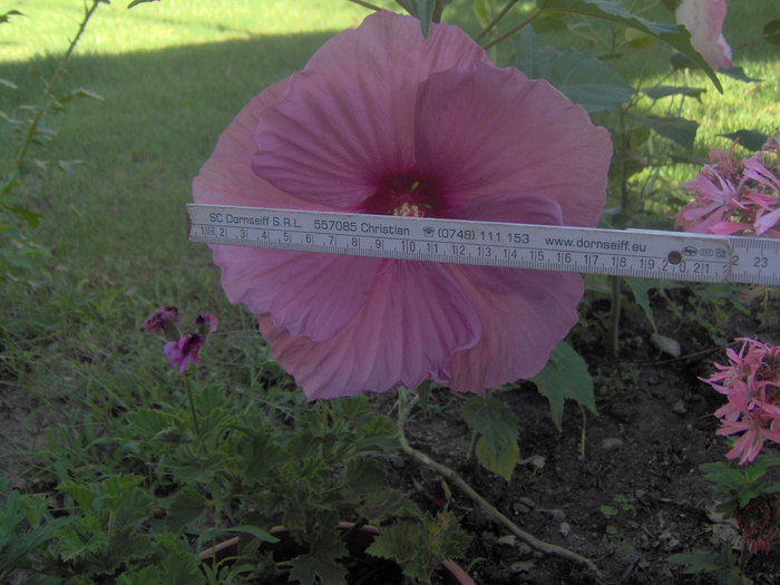 18.08.20101 006 - hibiscus de gradina - Sieberz