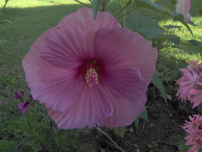 18.08.20101 007 - hibiscus de gradina - Sieberz