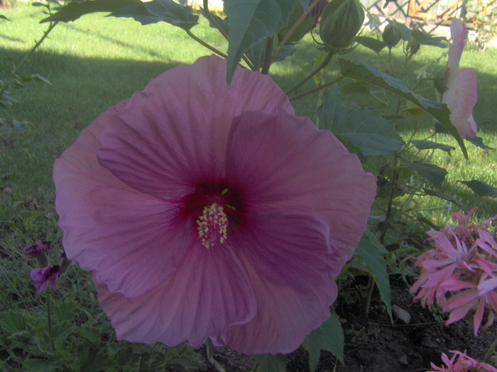 18.08.20101 008 - hibiscus de gradina - Sieberz