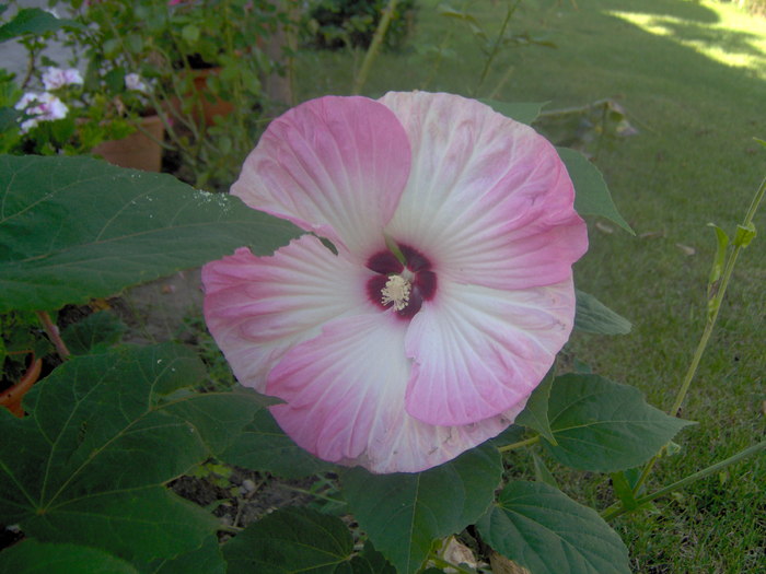 18.08.20101 010 - hibiscus de gradina - Sieberz