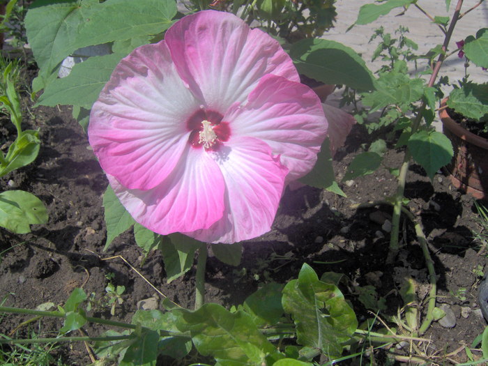 08.08.2010 003 - hibiscus de gradina - Sieberz