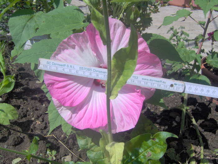 08.08.2010 001 - hibiscus de gradina - Sieberz