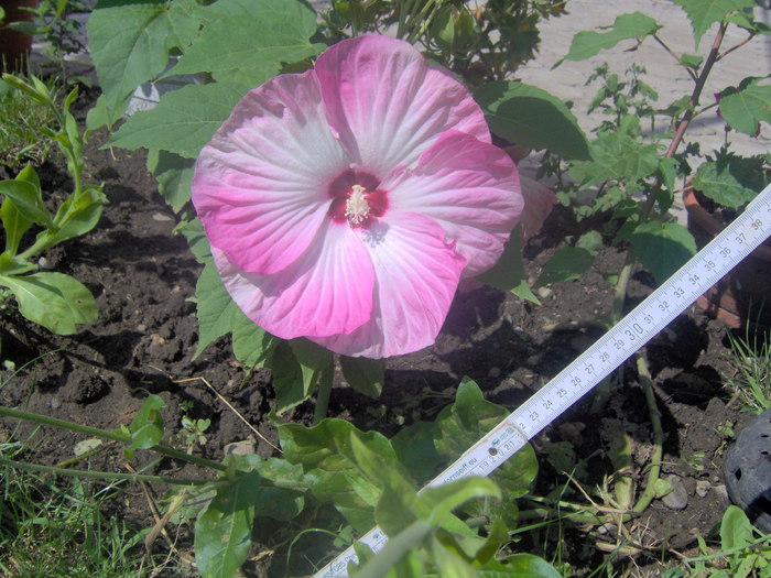 08.08.2010 002 - hibiscus de gradina - Sieberz