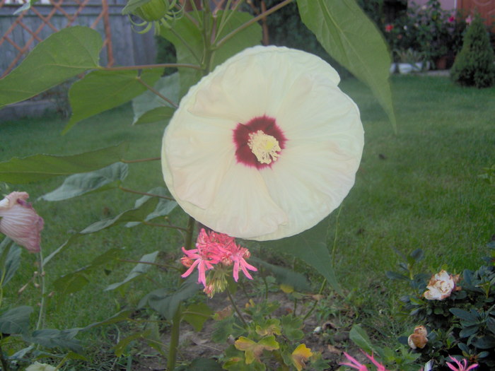 19.08.20101 002 - hibiscus de gradina - Sieberz