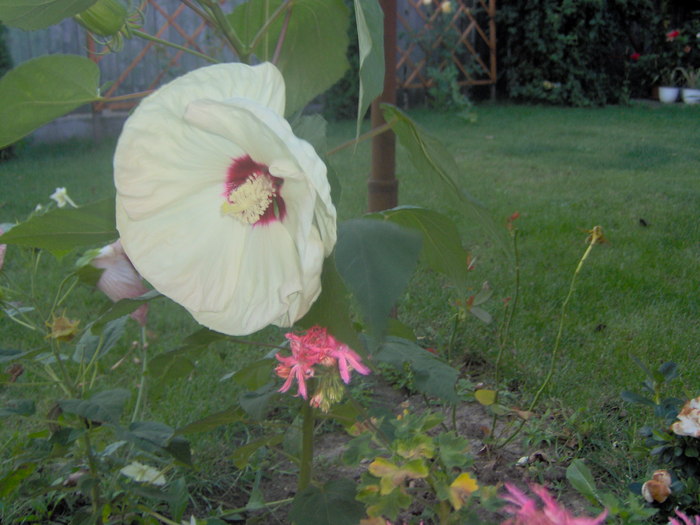 19.08.20101 001 - hibiscus de gradina - Sieberz