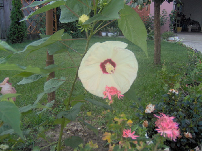 19.08.20101 008 - hibiscus de gradina - Sieberz