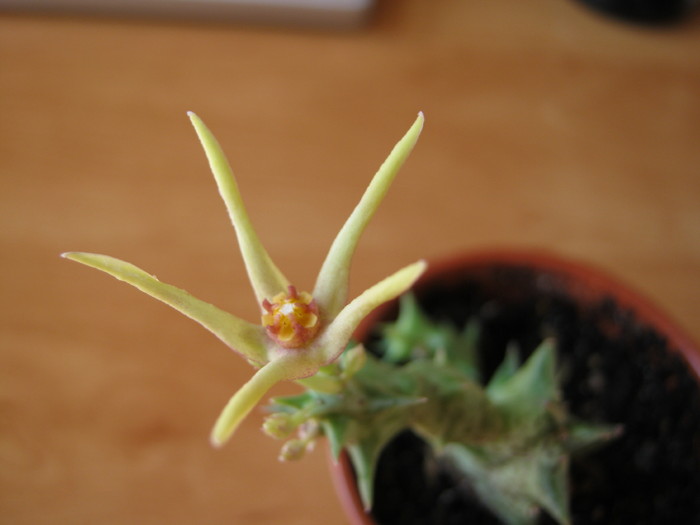 Orbea wissmannii Yemen - Asclepiadaceae