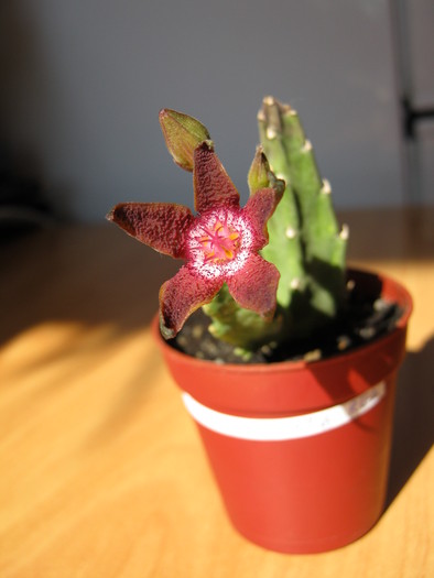 Stapelia flavopurpurea Red (4)