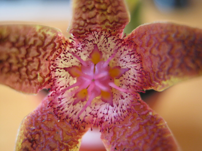 Stapelia flavopurpurea Red (13) - Asclepiadaceae