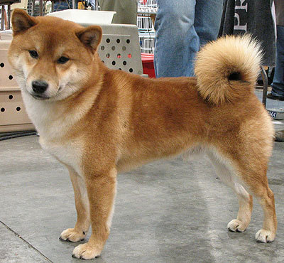 Shiba inu