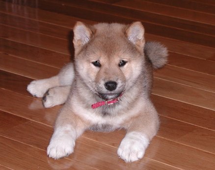 Fm_shiba_inu_puppy - Pentru Sakuya