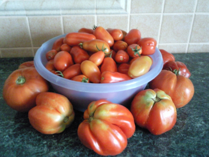 rosii san marzano , rosii ptr umplut , rosii mirela 2010 , august - Gradina de legume