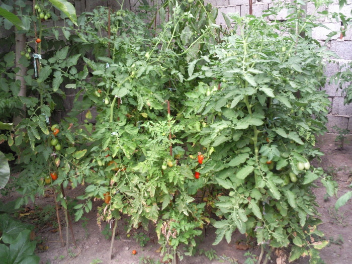 rosii san marzano 2010 - Gradina de legume