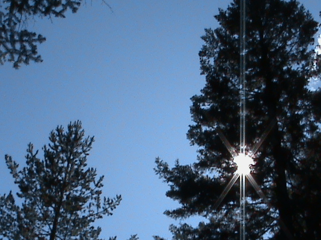 DSC00071 - pirinei sp