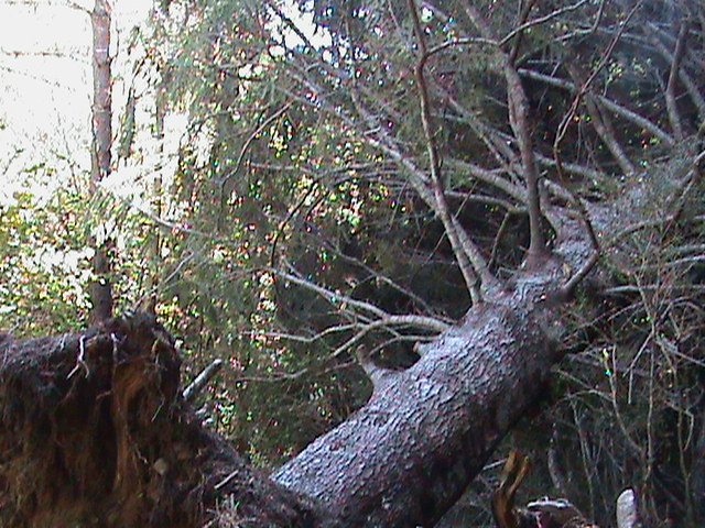 DSC00072 - pirinei sp