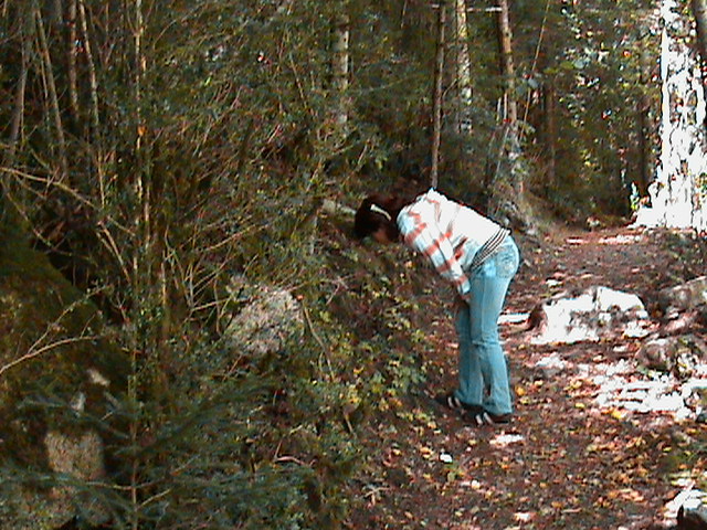 DSC00077 - pirinei sp