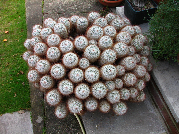 IMG_0001 (47) - Mammillaria bombycina