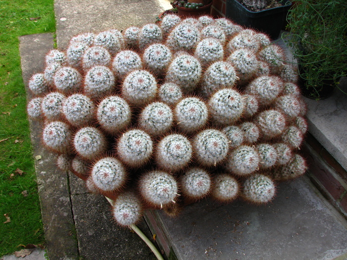 IMG_0001 (48) - Mammillaria bombycina