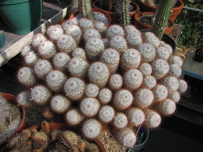 IMG_0127 - Mammillaria bombycina