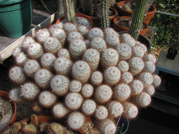 IMG_0128 - Mammillaria bombycina