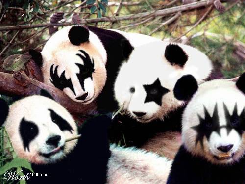 88-panda - poze cu cei mai frumosi ursi din lumea intreaga