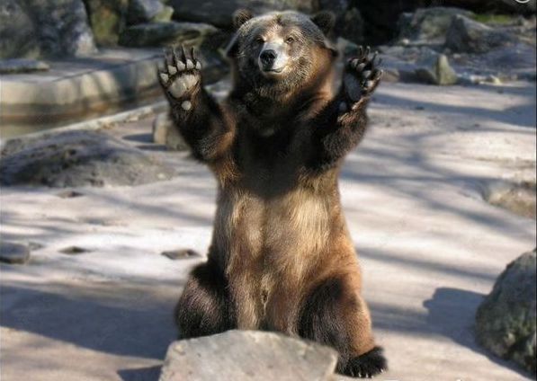 poze-haioase-ursi-imagini-ursuleti - poze cu cei mai frumosi ursi din lumea intreaga