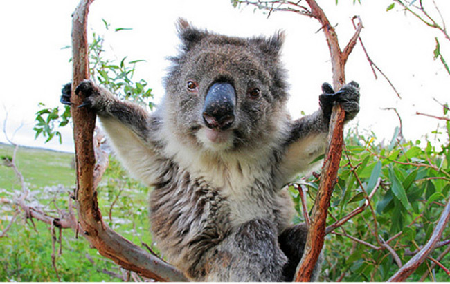 poze-ursi-koala - poze cu cei mai frumosi ursi din lumea intreaga