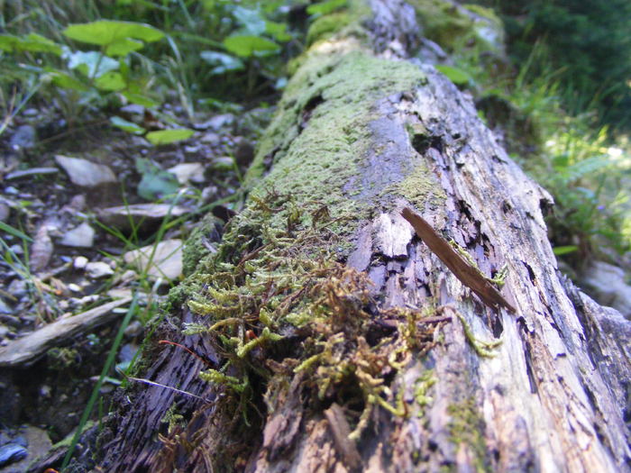 DSCF3142 - tura Rodnei