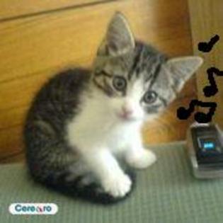 Pisicuta asculta muzica