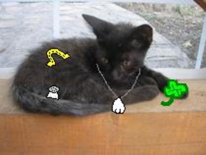 pisica neagra norocoasa - Pisicute si Catelusi