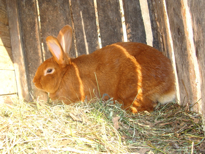 DSC02650 - iepuri neozeelandez