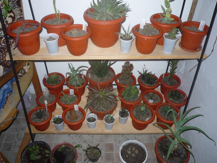 teposi de la maranta