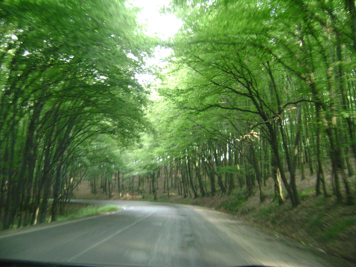 padurea de la Livada - la neamuri in S-M