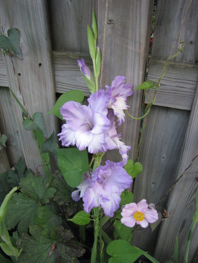 Gladiola Madonna 20 aug 2010