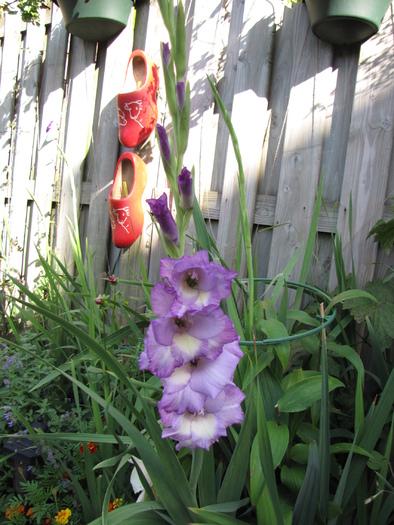 Gladiola Milka 20 aug 2010 - gladiole