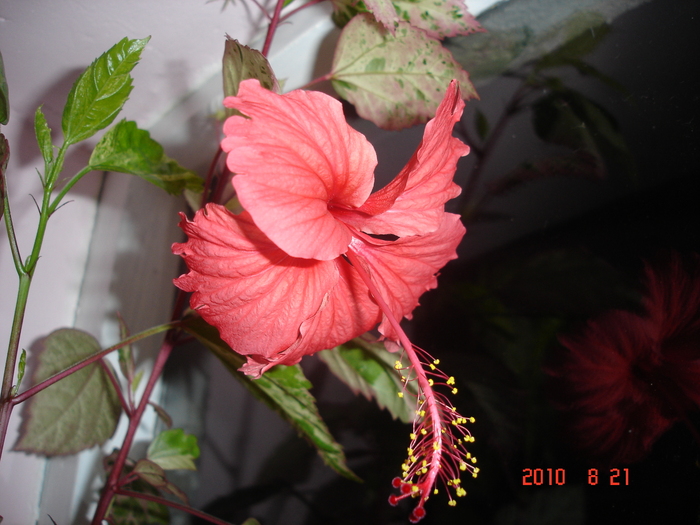 Surinam.. - hibiscus 2010