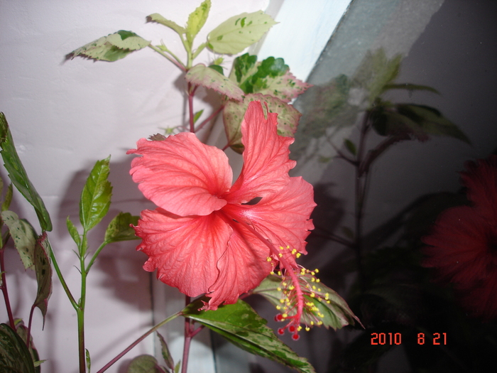 Surinam. - hibiscus 2010