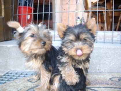 yorkshire terrier - yorkshire terrier   toy