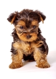 yorkshire terrier - yorkshire terrier   toy
