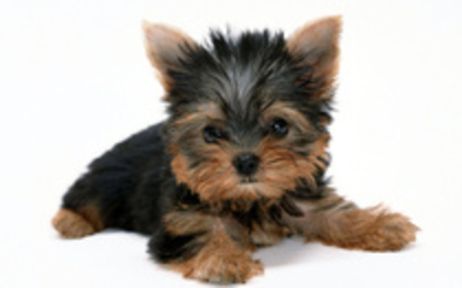 yorkshire terrier - yorkshire terrier   toy