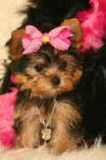 yorkshire terrier