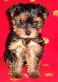 yorkshire terrier