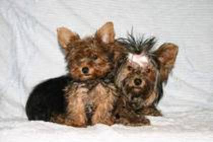 yorkshire terrier