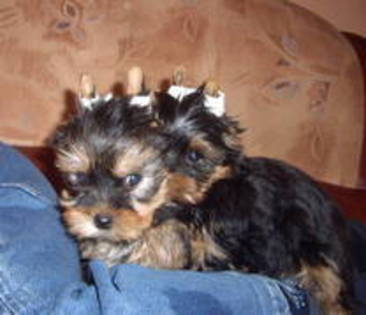 yorkshire terrier